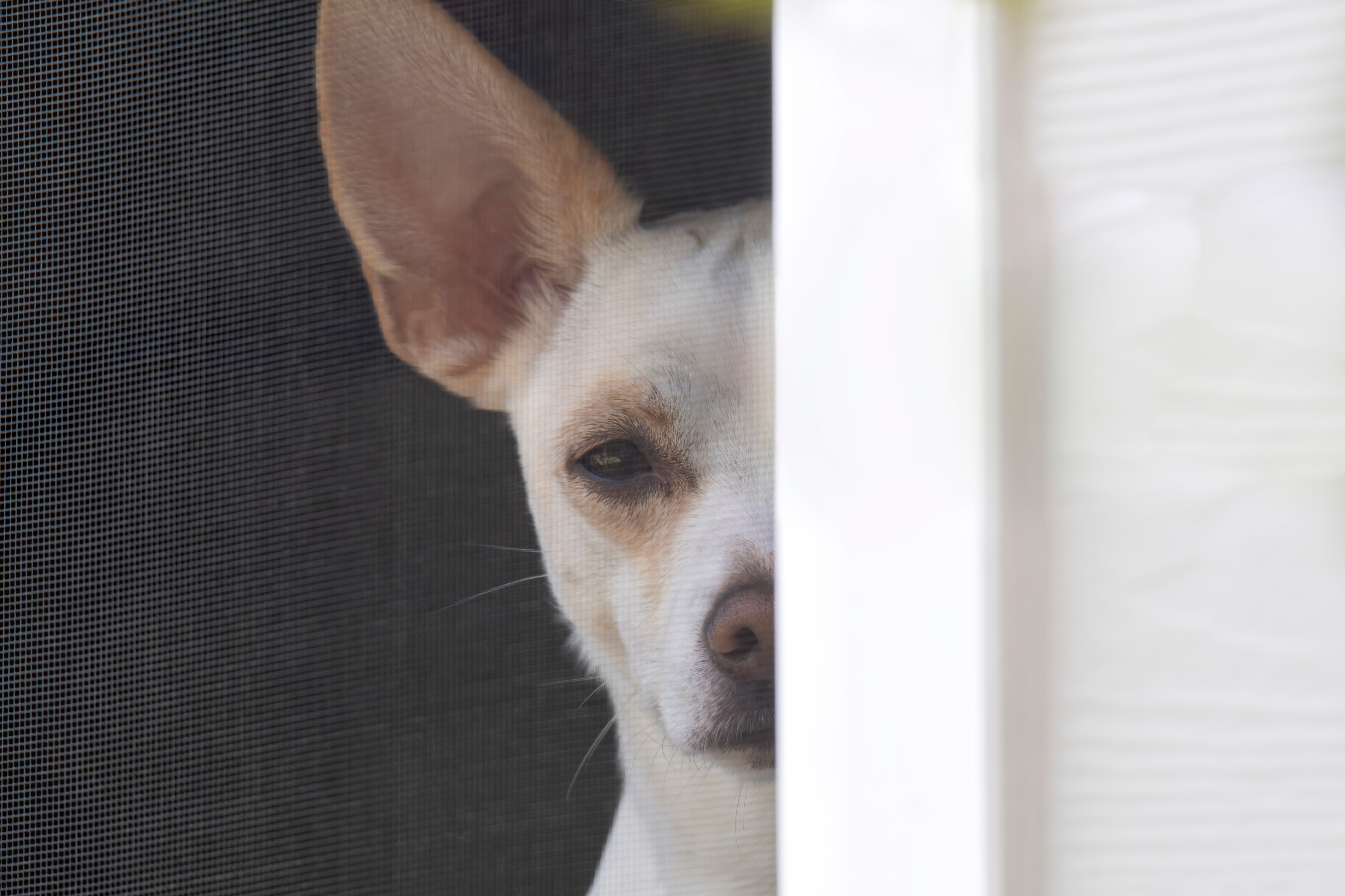 Insektenschutz Tierfreundlich